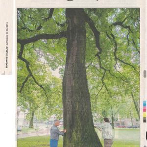 Foto Tilburg: rijkdom aan ooh- en aah-bomen